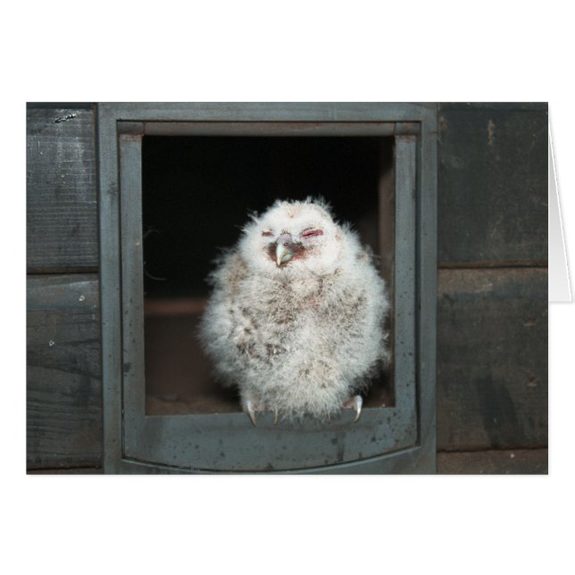 Tawny Owl (Front Horizontal)