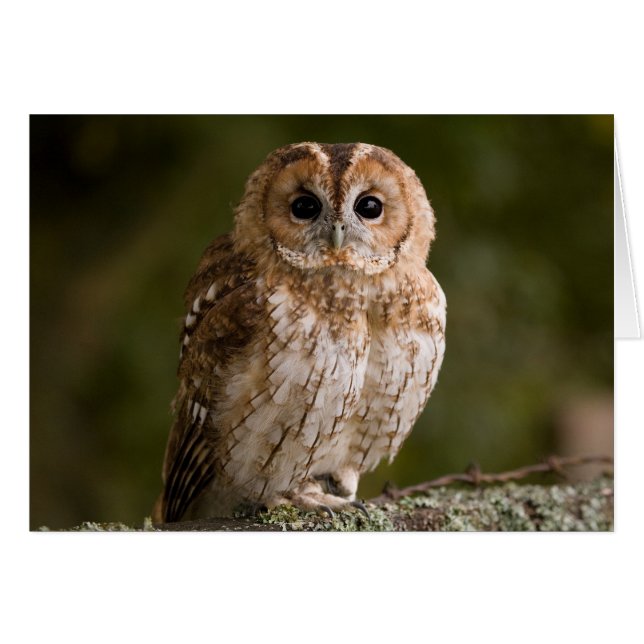 Tawny Owl (Front Horizontal)