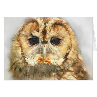Tawny Owl