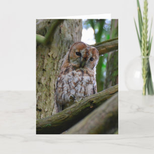 Tawny owl blank greeting card