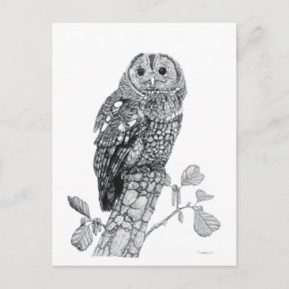 Tawny Owl - Blank Postcard