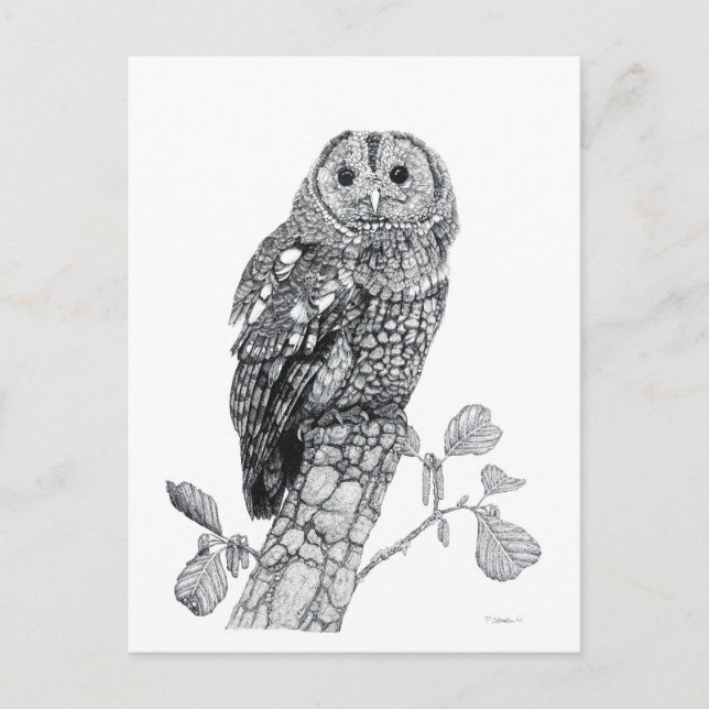 Tawny Owl - Blank Postcard (Front)