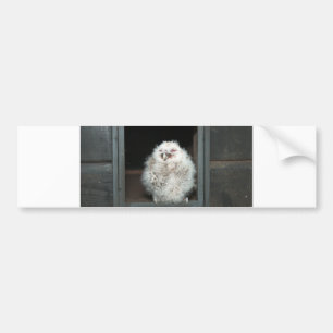 Tawny Owl Bumper Sticker