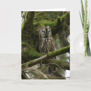 Tawny Owl Card