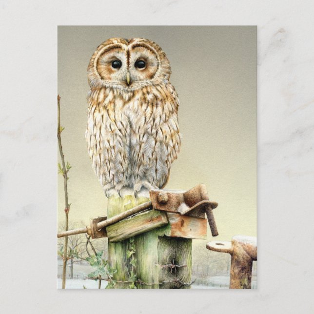 Tawny Owl dans l'aquarelle fine art neige carte po (Devant)