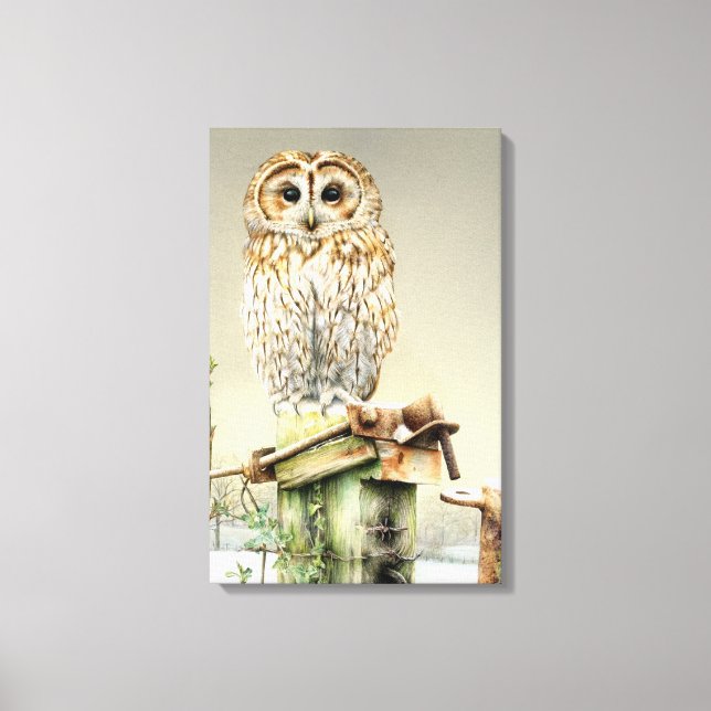 Tawny Owl in the snow fine art boxed canvas print (Front)