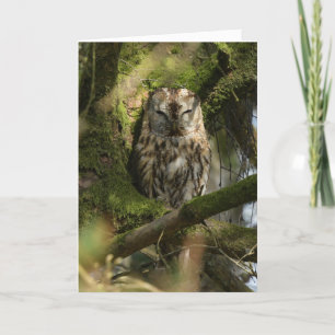 Tawny Owl in Woodland Card