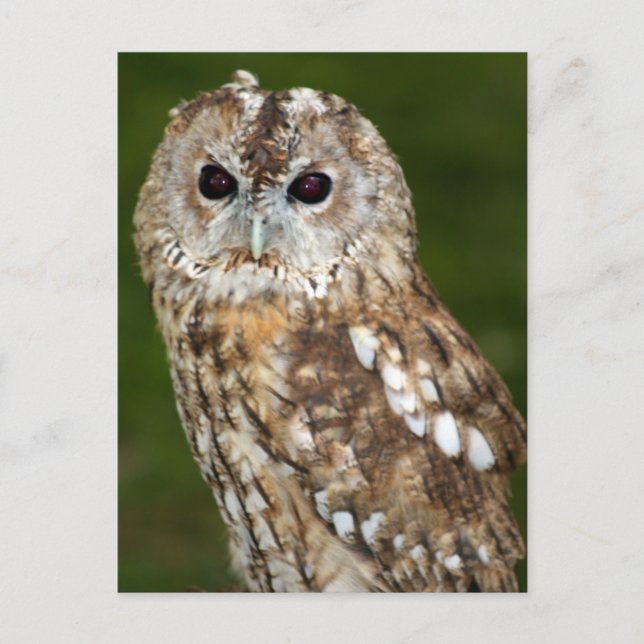 Tawny Owl Postcard (Front)