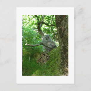 Tawny Owlet in an Ancient Oak Tree  Postcard