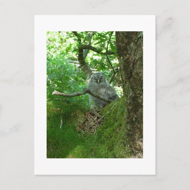 Tawny Owlet in an Ancient Oak Tree  Postcard (Front)