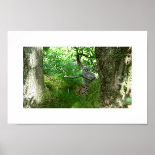 Tawny Owlet in an Ancient Oak Tree Poster