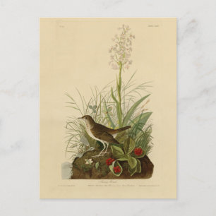 Tawny Thrush (Veery) - Audubon's Birds of America Postcard