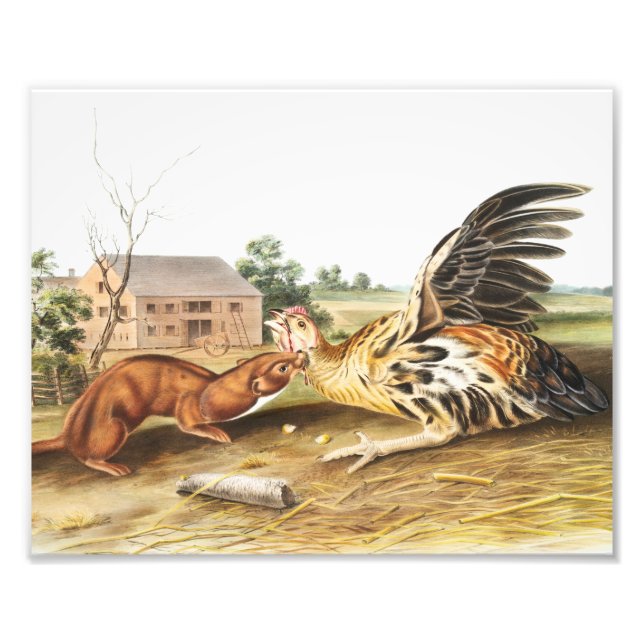 Tawny Weasel (Putorius fuscus) Illustration Photo Print (Front)