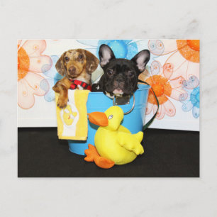 Taz and Teal - Dachshund & Bulldog -3 Postcard