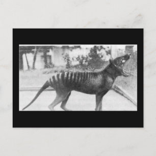 tazmanian tiger postcard