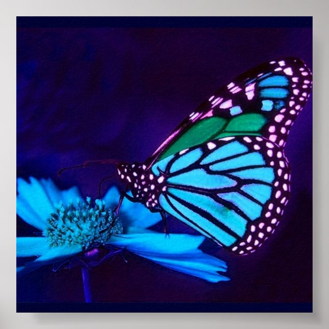 - TBA - Butterfly in Blue Light Poster (Front)
