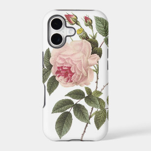 (TBA) Redoute Rose 2