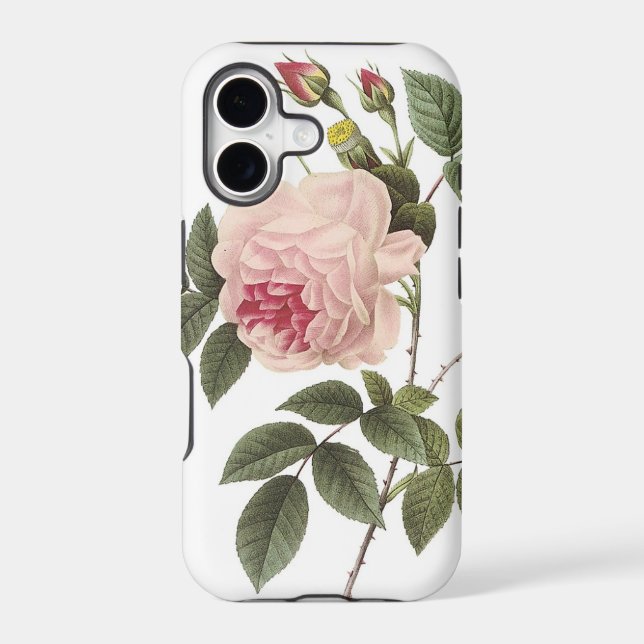 (TBA) Redoute Rose 2 (Back)
