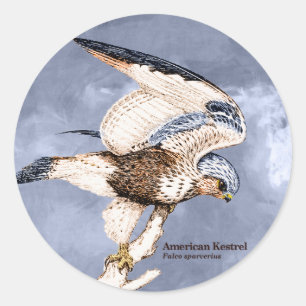 TCWC - American Kestrel Illustration Classic Round Sticker