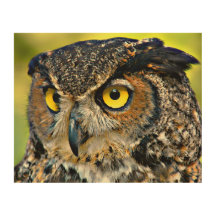 TCWC - Great Horned Owl