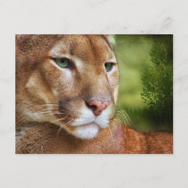 TCWC - Puma Mountain Lion Art Postcard (Front)