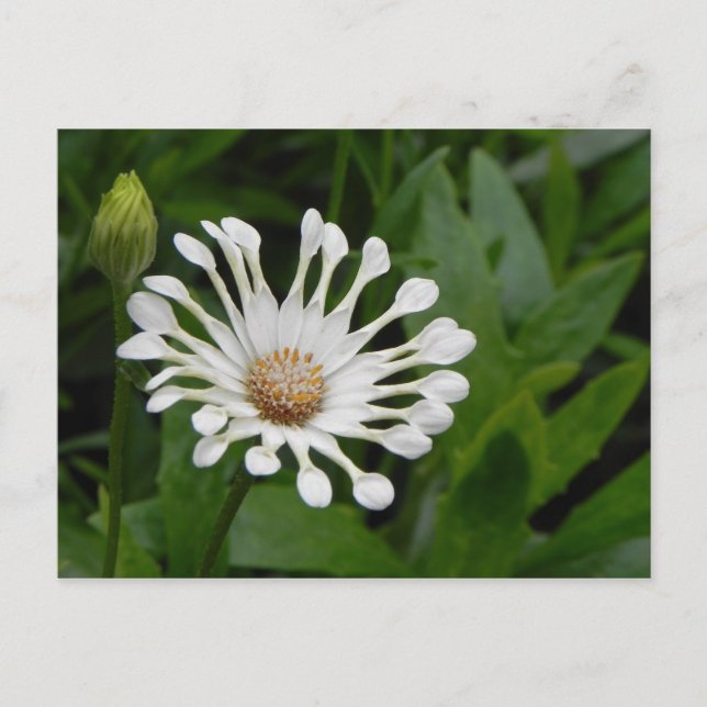 Tea Cup Daisey Post Card (Front)