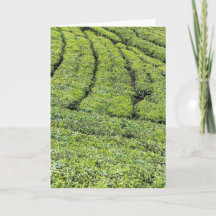 Tea gardens of Munnar on greeting card