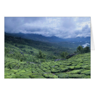 Tea plantation 2 Kerala state India