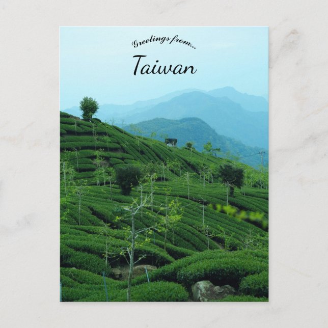 Tea Plantation in Taiwan Postcard (Front)