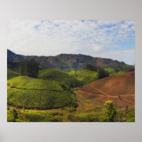 Tea Plantation Kerala state India