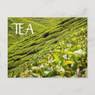 Tea Plantation Postcard