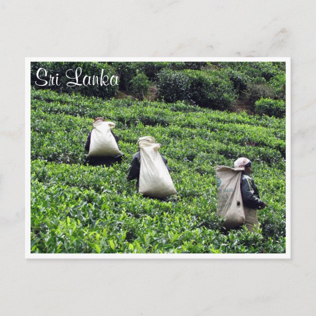 tea plantation workers postcard (Front)