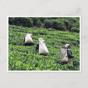 tea plantation working postcard