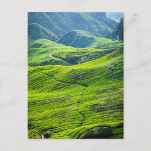 Tea plantations postcard