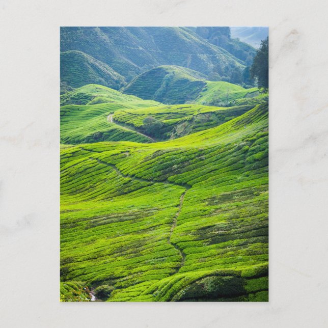 Tea plantations postcard (Front)