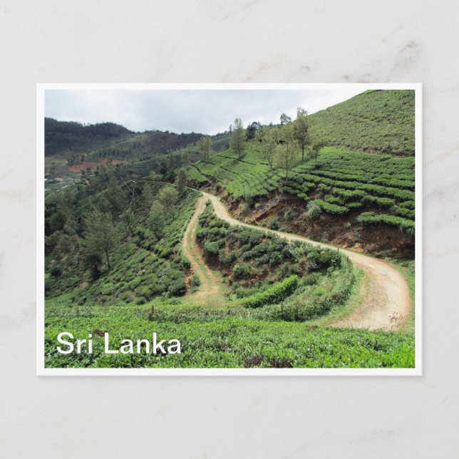 tea plantations sri lanka postcard (Front)