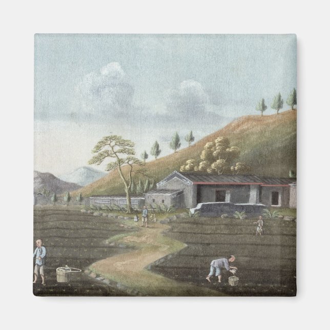 Tea planting (w/c on paper) magnet (Front)