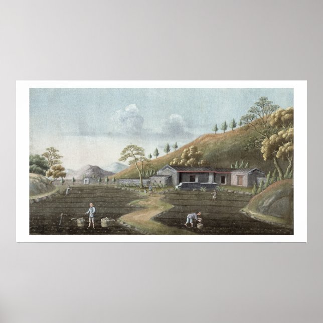 Tea planting (w/c on paper) poster (Front)