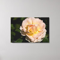 Tea Rose