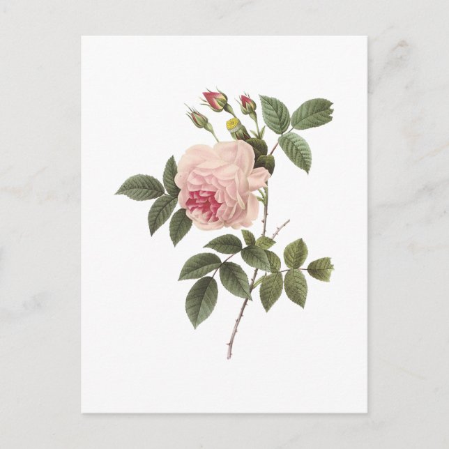 tea rose(Rosa indica) by Redouté Postcard (Front)