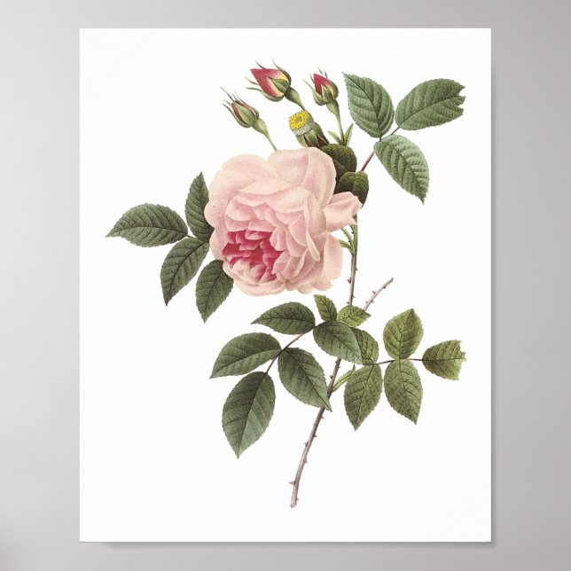 tea rose(Rosa indica) by Redouté Poster (Front)