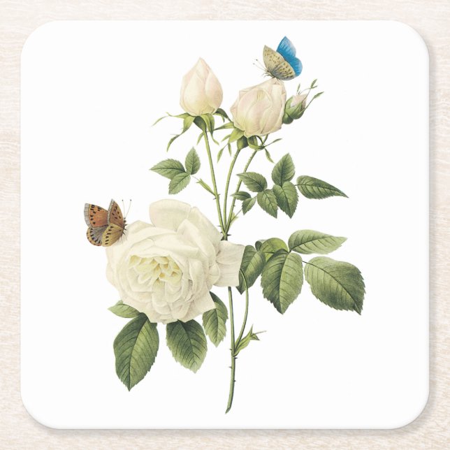 tea rose(Rosa indica) by Redouté Square Paper Coaster (Front)