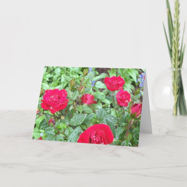 Tea Roses Blank Greeting Card (Front)