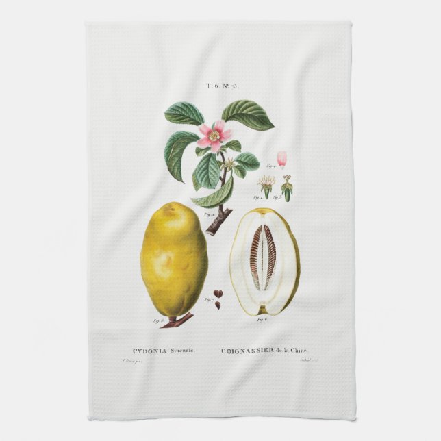 TEA TOWEL : REDOUTÉ : QUINCE (Vertical)