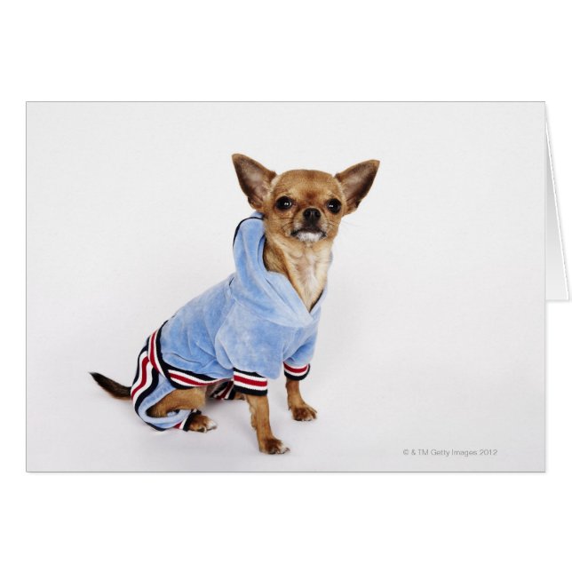 Teacup Chihuahua (Front Horizontal)
