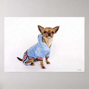 Teacup Chihuahua Poster