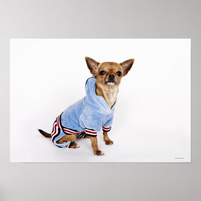 Teacup Chihuahua Poster (Front)