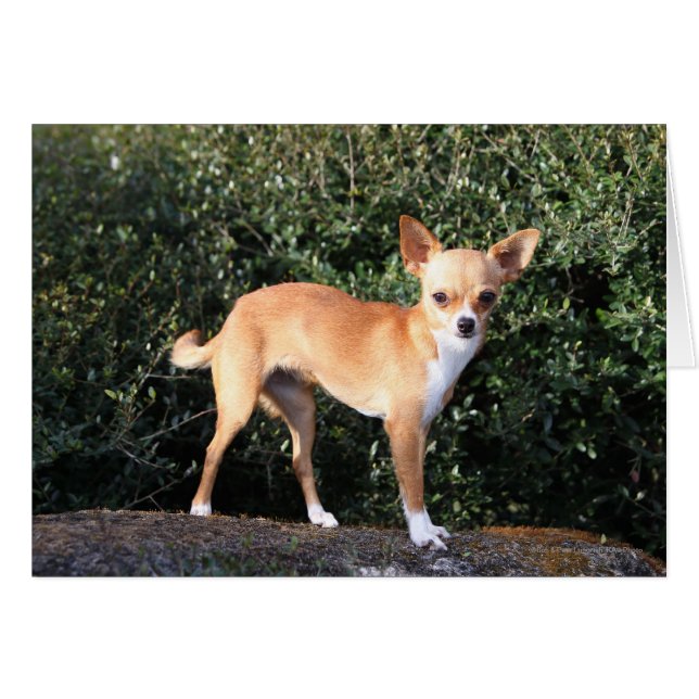 Teacup Chihuahua Puppy (Front Horizontal)