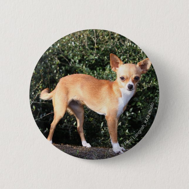 Teacup Chihuahua Puppy 2 Inch Round Button (Front)