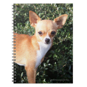 Teacup Chihuahua Puppy Notebook